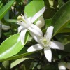 Ingrédients bio ou naturels, que choisir?