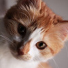 Notre mascotte Ginger!