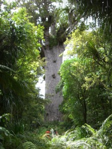 Tourisme-durable-Kauri