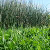 GreenVideo: purifier la planète en cultivant son champ