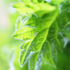 L’ortie – la plante qui pique notre curiosité