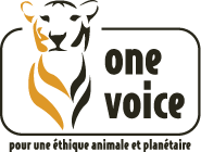 One Voice 1