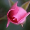 Variations vertueuses autour de la rose…