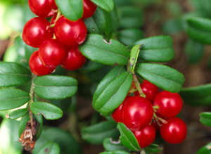 La cranberry, une petite baie pleine de vertus !