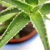 L’aloe vera … une plante sur les podiums !