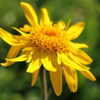 Weleda et l’arnica : une histoire en or