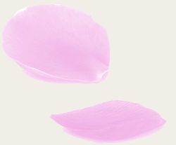 pétale de rose grise pétale de rose grise