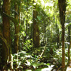 L’Amazonie, secrets de beauté intemporels