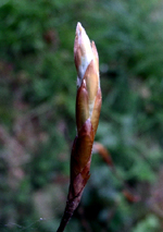 Bourgeon de hêtre Bourgeon de hêtre