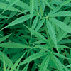 Les tissus naturels, tous écolos ?