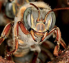 La propolis nous en fait voir de toutes les couleurs
