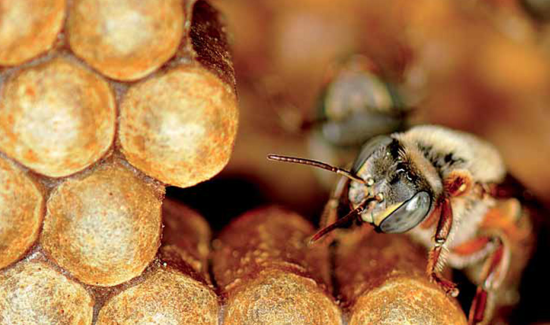 abeille2 300