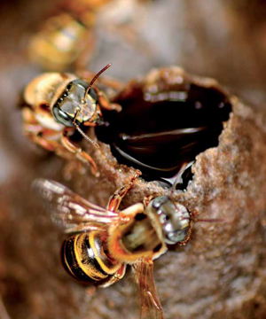 abeille3 300