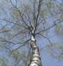 Au bouleau !