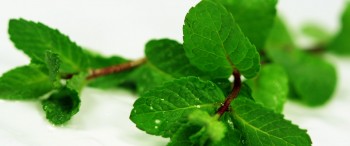 Article Diapo bouffe Mai12