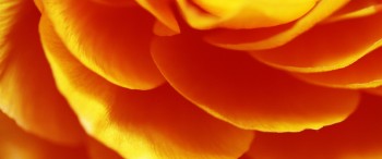 Article Haut en couleur