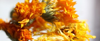 Article Calendula