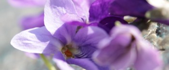 Article tout vegetal