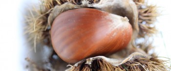 Article delice automne