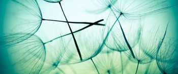 Illu-fleurs-fond-vert 2