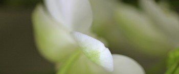 fleur macro 960 x 600