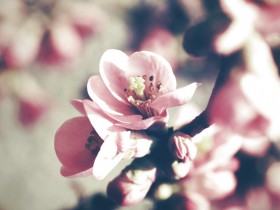 fleurs de cerisier vintage
