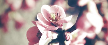 fleurs de cerisier vintage