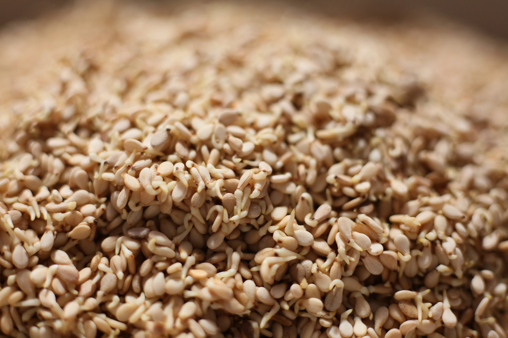 Illus sésame germé