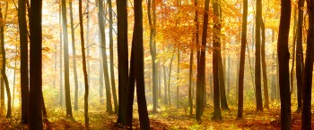 new-ambiance-energies-automne